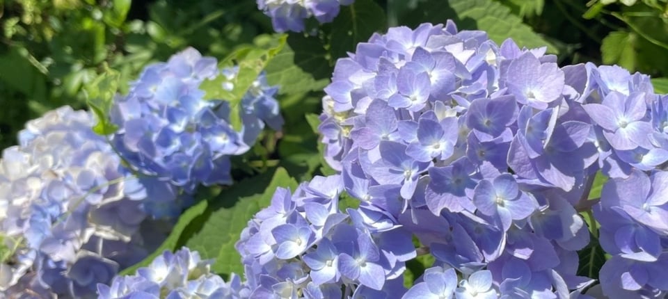 A photo of blue-purple hydrangeas in bright sunlight.