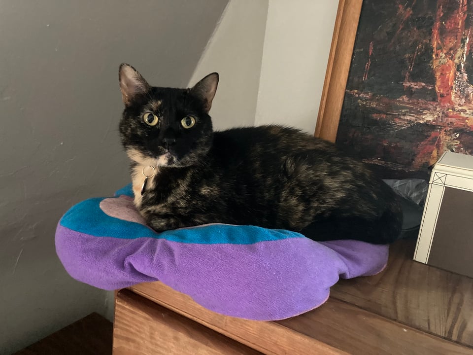 A small black and tan tortoiseshell cat sits on a purple and blue pillow on a dresser, gazing past the viewer.