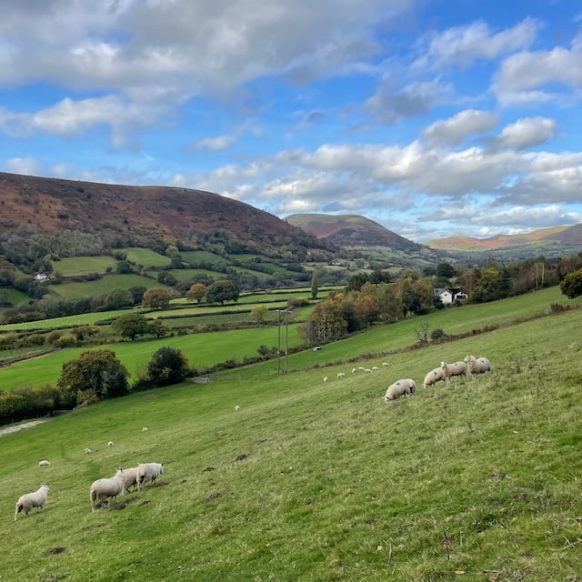 A landscape from above Cwmdu, with a field of sheep and hills.