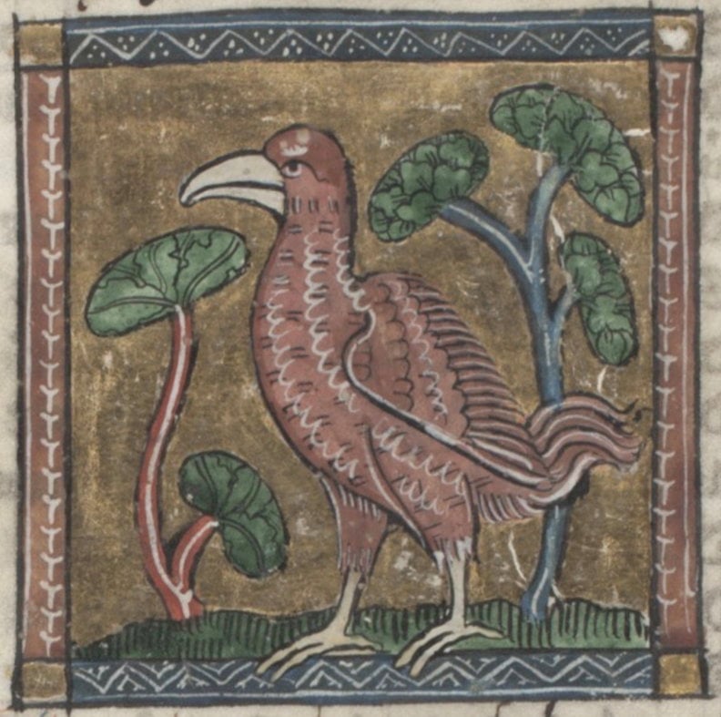 Book news, cat news, bird news etc