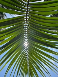 a palm leaf