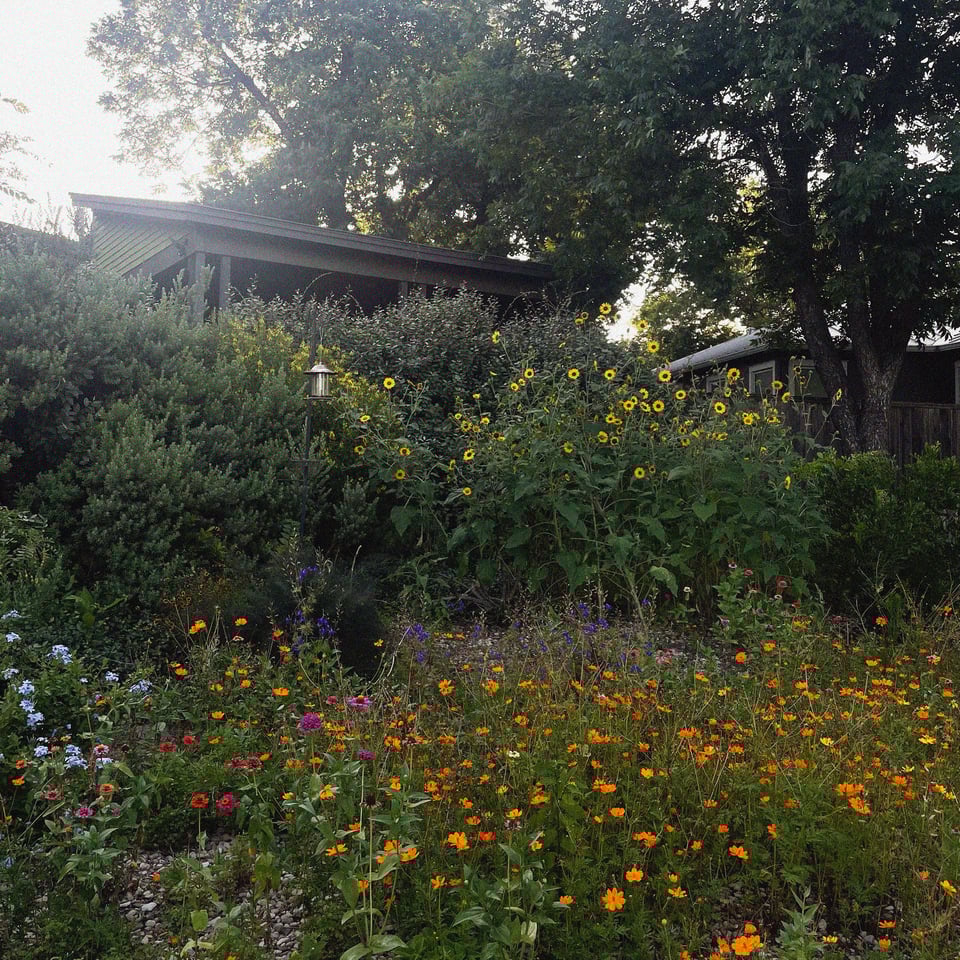 wildflowers grow in a sunny front lawn in austin texas