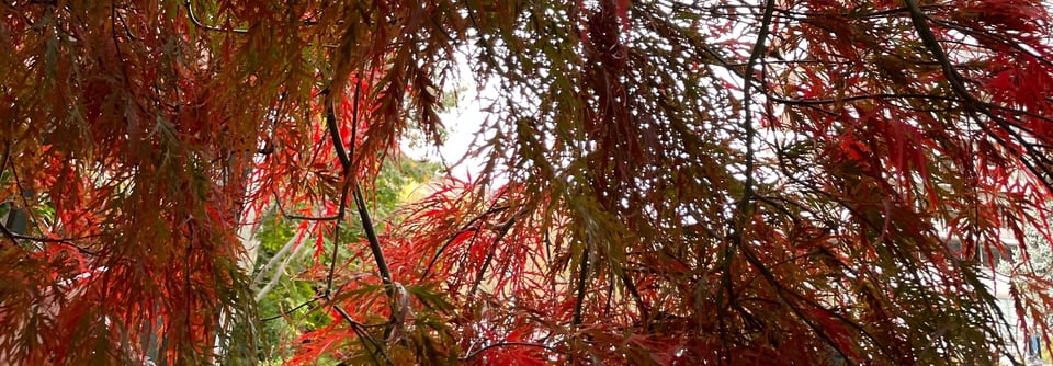 A long photo of the underside of a Japanese red maple tree. The branches are cascading in front of the camera, capturing slender, feathery leaves in vivid shades of red, orange, and brown. Between the branches on the center left, green trees are visible.