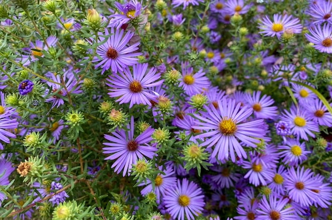 Aromatic Aster