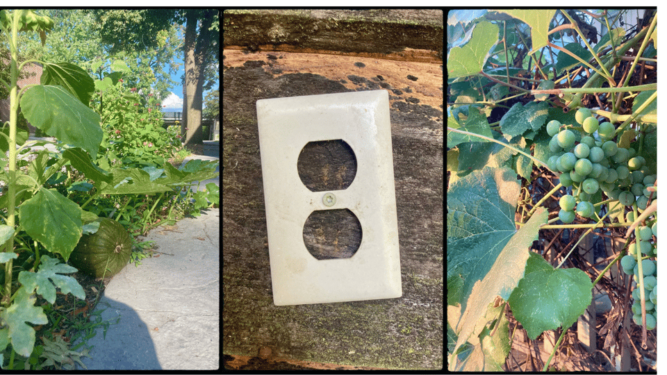 A photo grid. L-R: a sidewalk with a lot of foliage, including a green pumpkin; an electrical outlet cover nailed to a wooden panel; a bunch of green grapes on a vine.