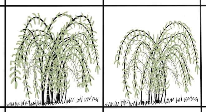 A multi-stem shrub before and after pruning using the renewal method