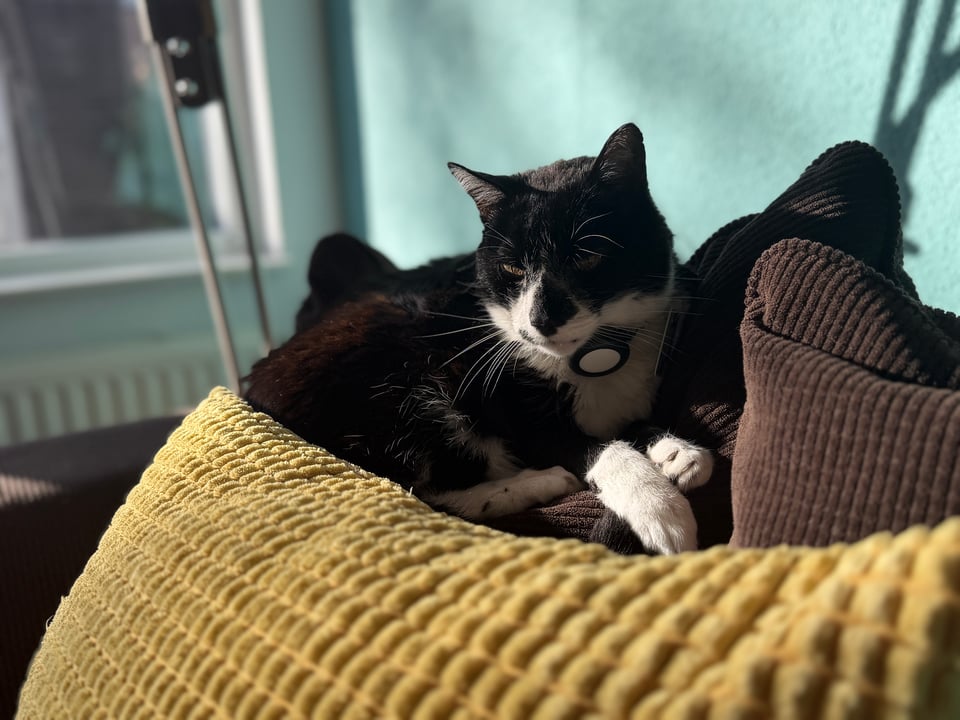 A cat sits on top of pillows on a couch in the sunlight.
