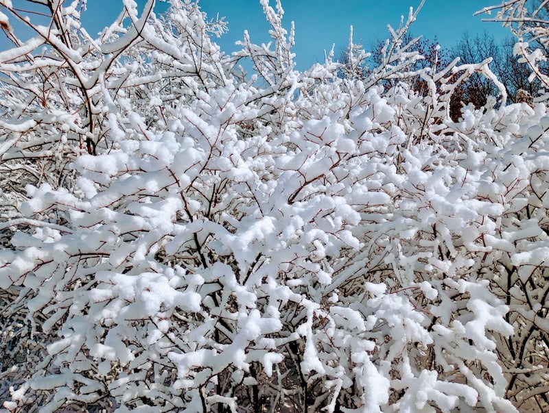 Snow, beautiful snow: Actual or aspirational? This photo is from an earlier winter, but we hope to see this scene a few times before spring arrives. / Photo by Jake Gaster
