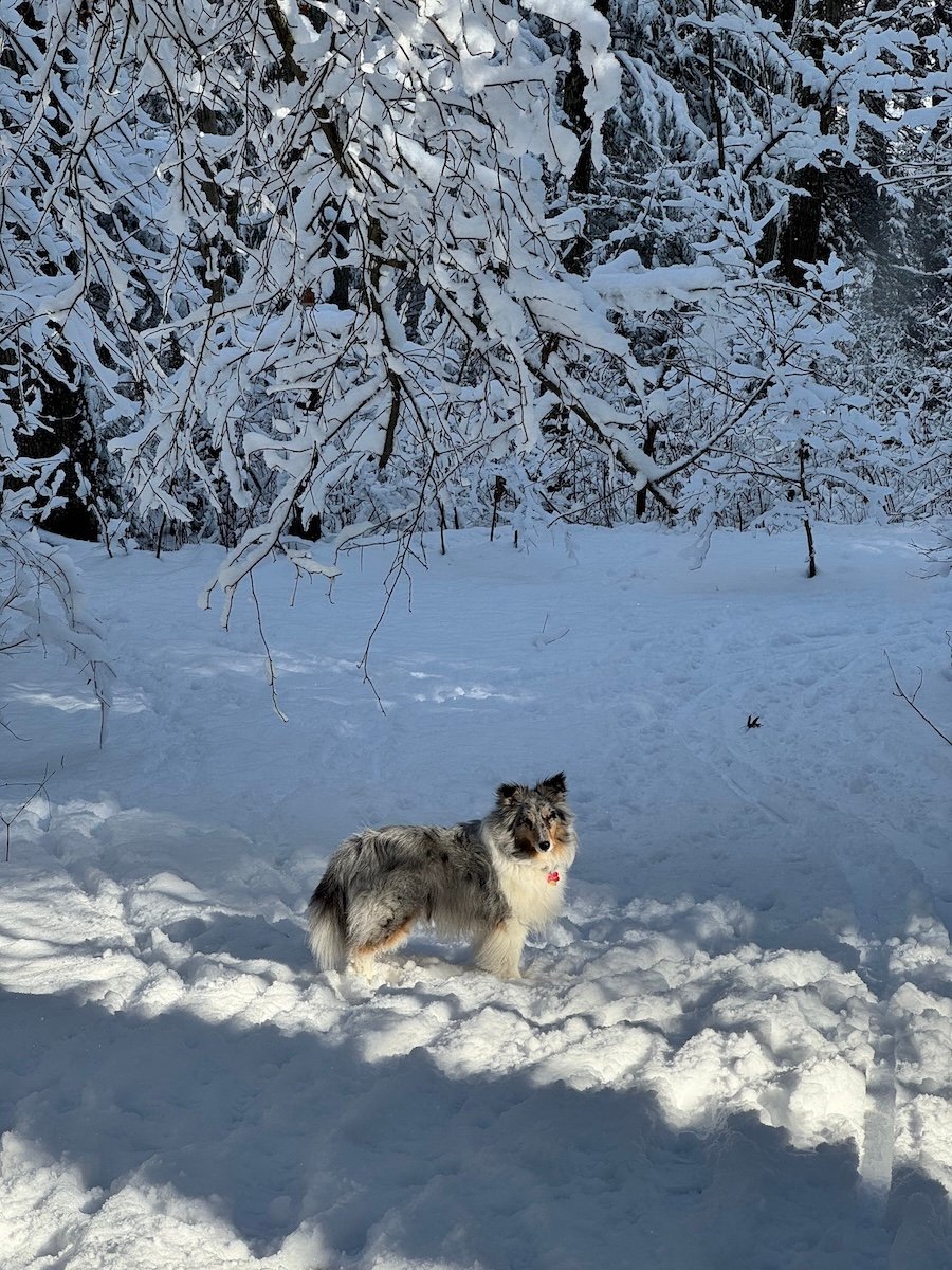 A blue merle Shetland sheepdog standing in a snow-covered forest, looking towards the viewer, with snow-laden branches overhead.