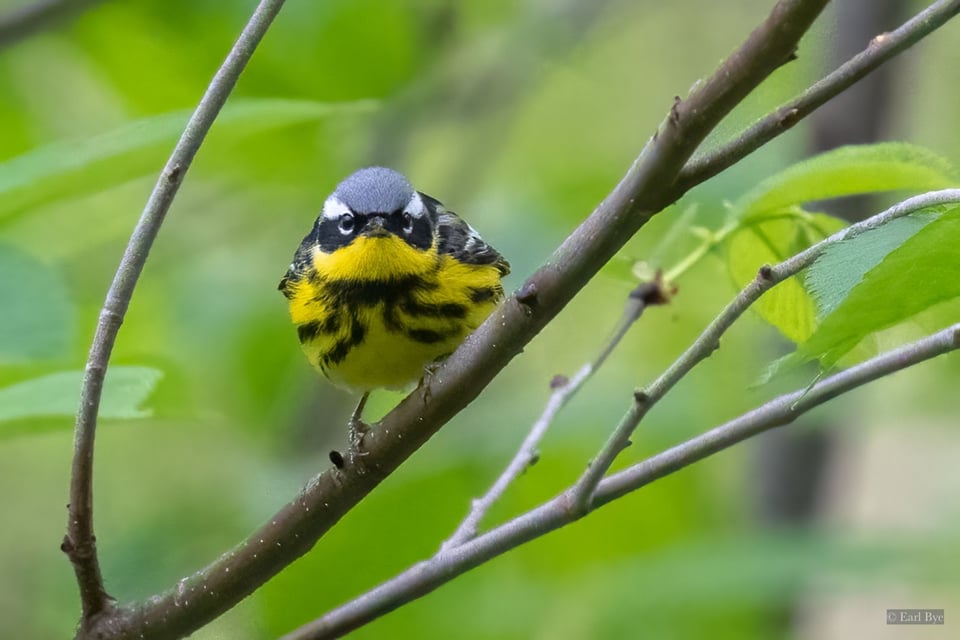 Magnolia Warbler. / Photo by Earl Bye
