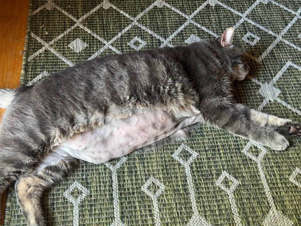 Picture of a chonky grey tabby cat with a shaved belly lying on a patterned white and sage green rug, possibly staring off into the void.