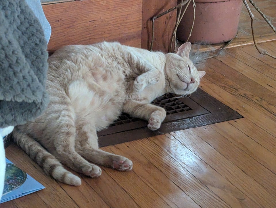 A light orange cat lying on a warm vent on a hardwood floor, his front paws drawn up adorably and his fluffy tummy highly visible.