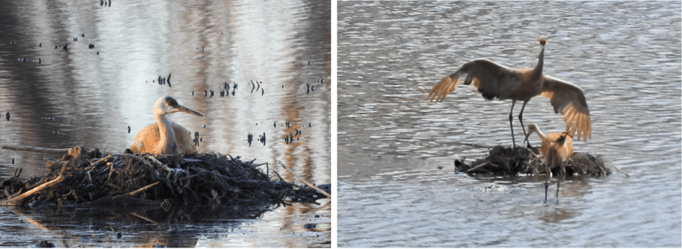 Sandhill Crane on their nest. / Photo by Steve Dietz. Sandhill Cranes defending their nest from a snapping turtle. / Photo by Janet Malotky