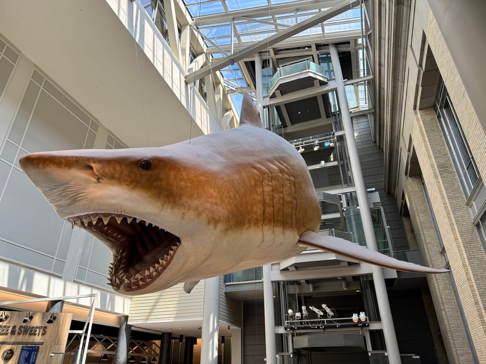 Storms Are Scary For Baby Sharks