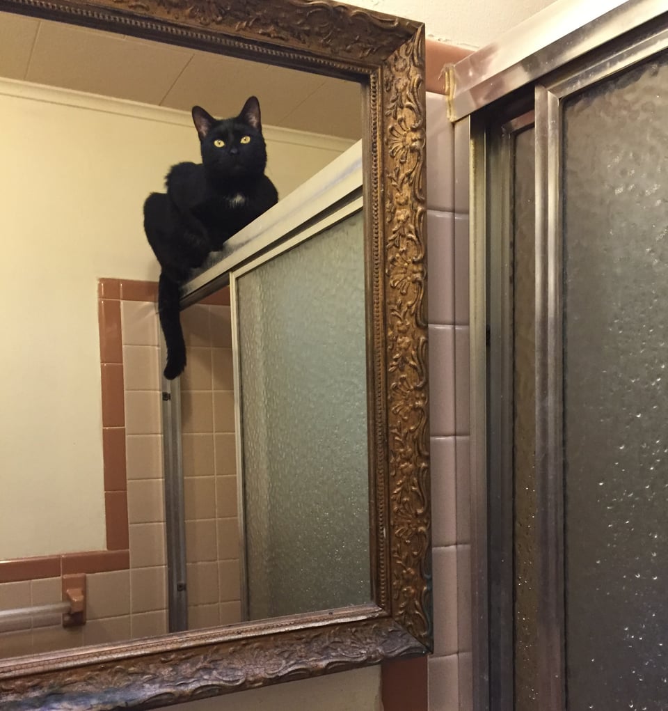 gilded frame mirror reflection adorable black cat atop shower door 