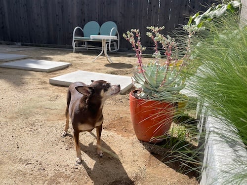 a small dog (Chihuaha/Min Pin) pauses near some succulents in orange pot and Mexican feathergrass in a cement planter. She is standing on decomposed granite. In the background is a dark brown wood fence and a two-seat light green metal rocker.