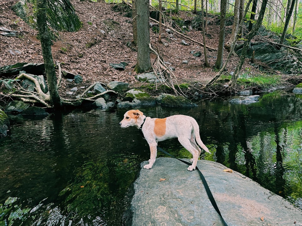 a dog standing on a rock in a stream