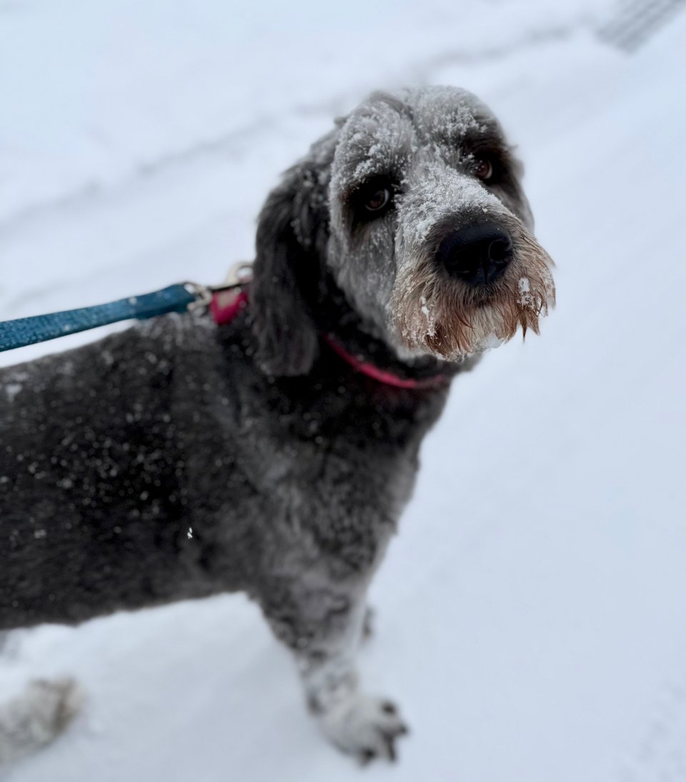 photo of gray aussiedoodle on leash standing on a snow-covered street, with snow covering her snout & brows
