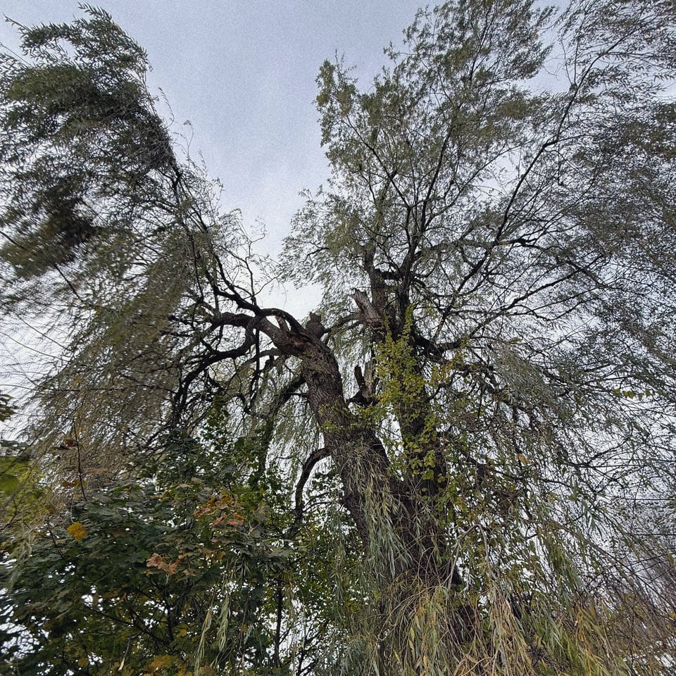 a willow tree missing a good chunk of its upper branches after a wind storm