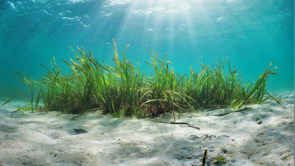 Posidonia oceanica in the Mediterranean
