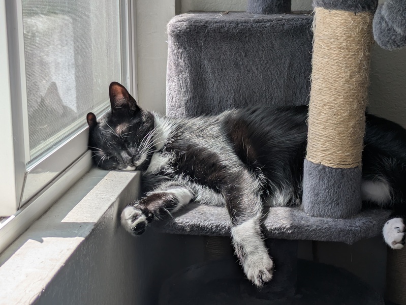 Skunk the cat asleep in the sun with his head resting on the windowsill