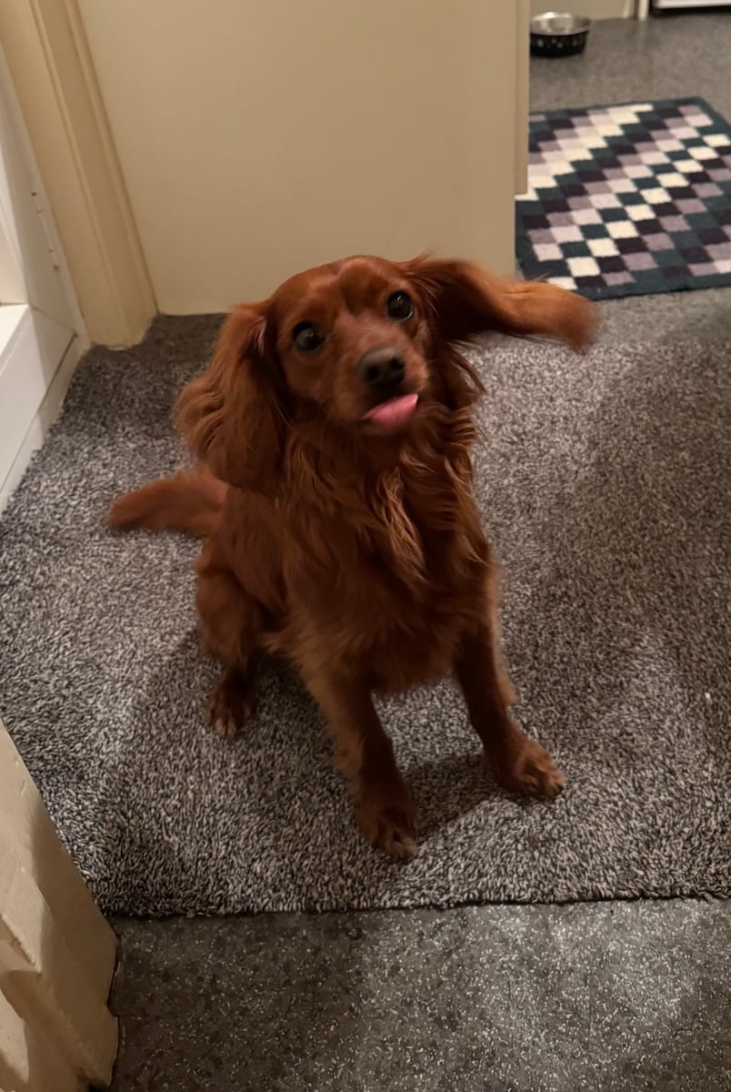 A cute blurry dog with his tongue out.