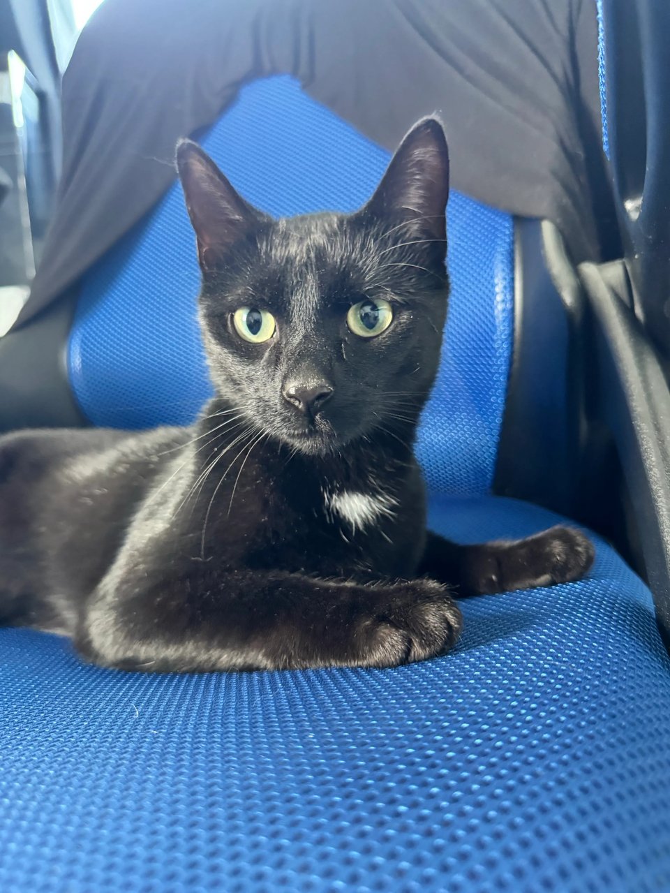 Freddie, a yearling kitten. He's a black cat with a white chest patch, laying on a blue chair and looking attentively at the camera.
