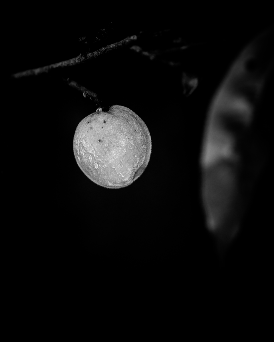 The image is of a peach hanging from a branch at the top of the frame with an out of focus leaf to the right, all set against a black background. The fruit implies a full moon hanging in the sky.