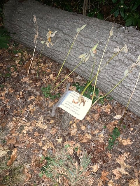 Sign in front of milkweed stems in front of a log. Leaves on the ground.