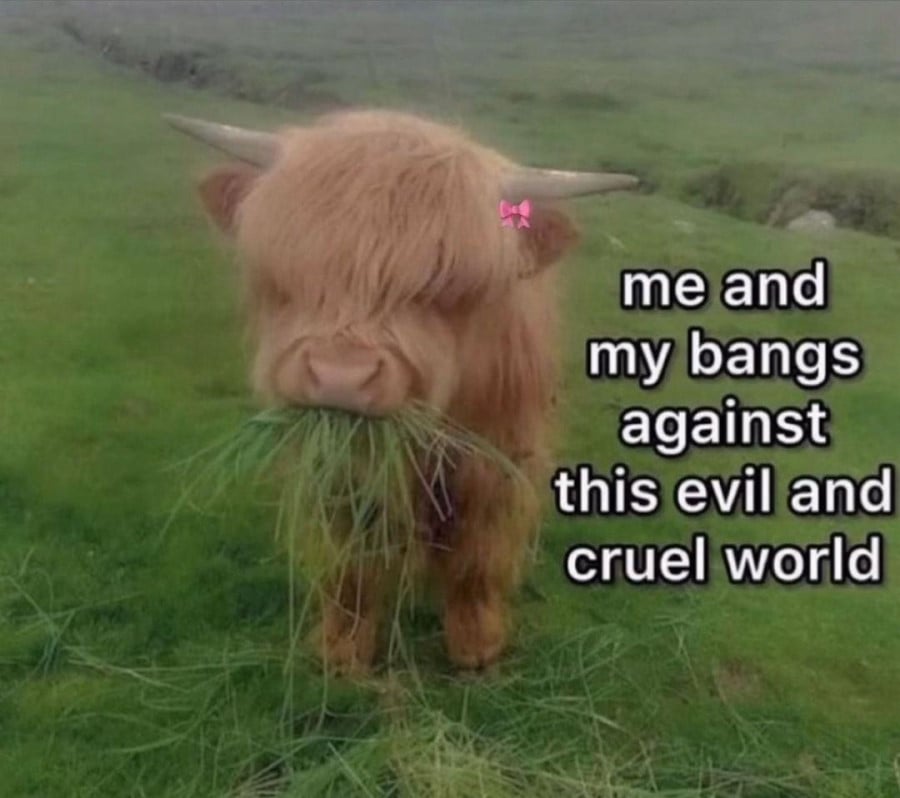 Photo of some sort of baby cow that has long, light brown hair, including a fringe that partly obscures its eyes, and a small pink bow above one ear. It is eating a big mouthful of luscious grass. Text beside the cow reads: "me and my bangs against this evil and cruel world"