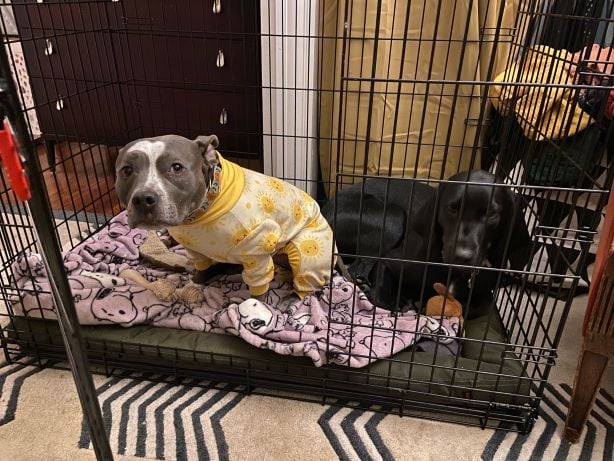 A black dog curled up inside a metal dog crate next to a pit bull wearing pyjamas.