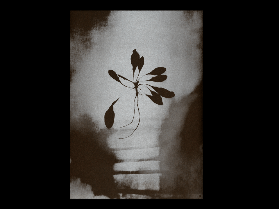 Lancement : L'Herbe aux yeux bleus