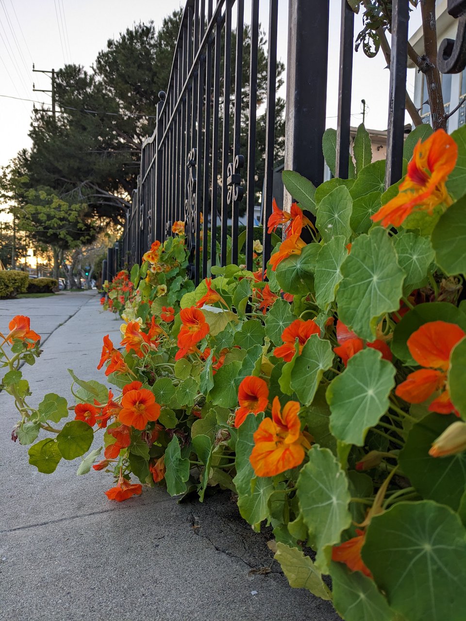 An unkempt cluster of nasturtium leaves and red-veined orange flowers spills out from a black iron fence onto the sidewalk.