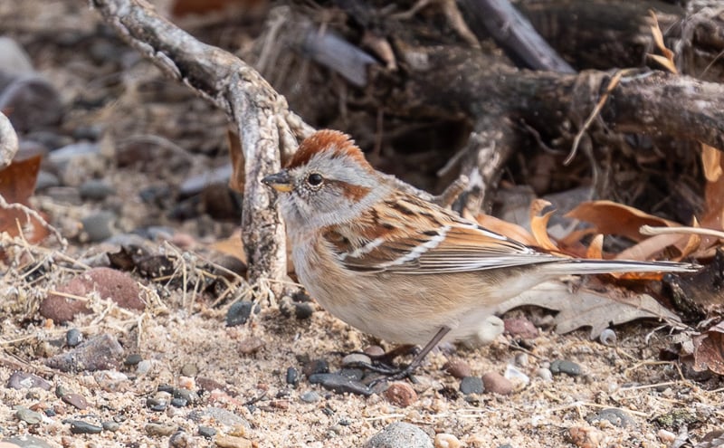 A pretty little American Tree Sparrow welcomes spring in the park, just before heading north to breed. The word “tree” in their name is a bit misleading – they breed, nest and forage entirely on the ground. / Photo by Earl Bye