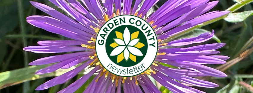 New England Aster flower (purple, daisy-like petals) is shown behind the Garden County newsletter logo