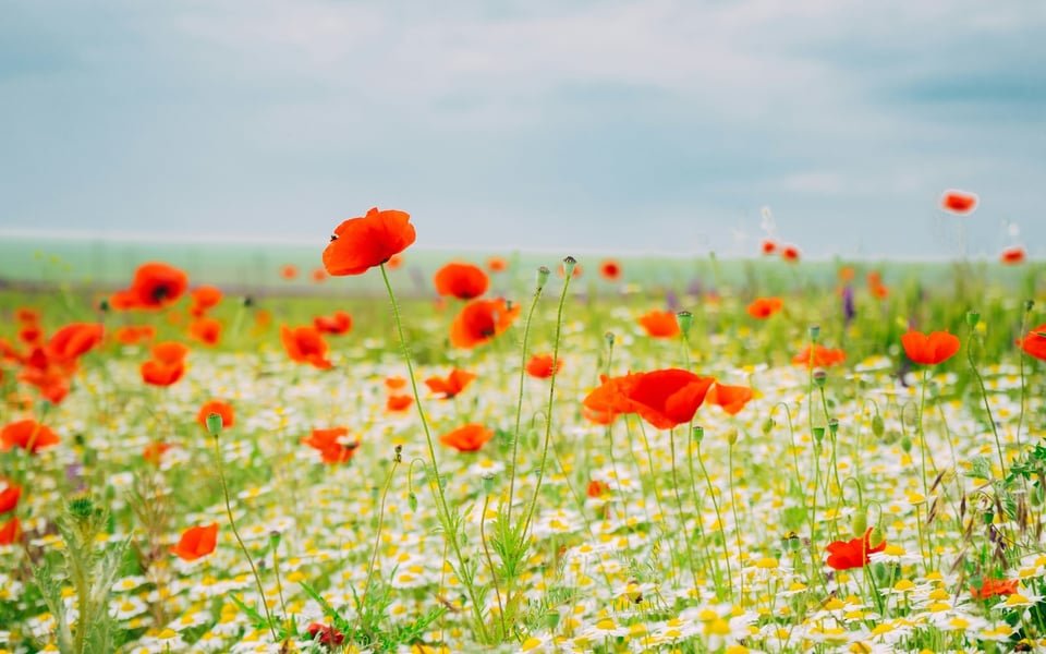 A poppy field by Andreea Popescu on Unsplash