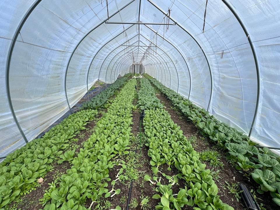 Greens in hoophouse