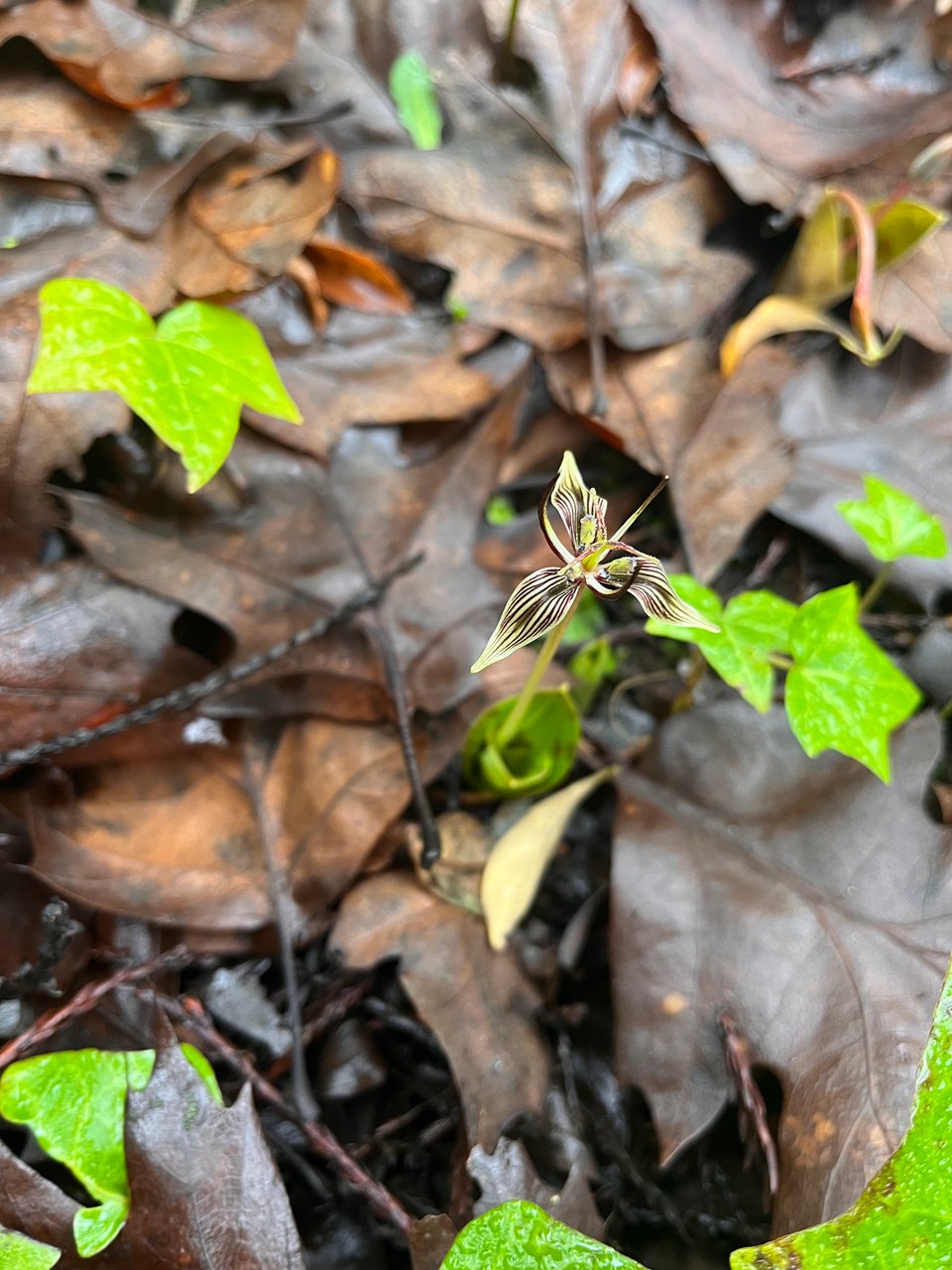 photo of a winter wildflower, "fetid adder's tongue" emerging from oak leaf duff