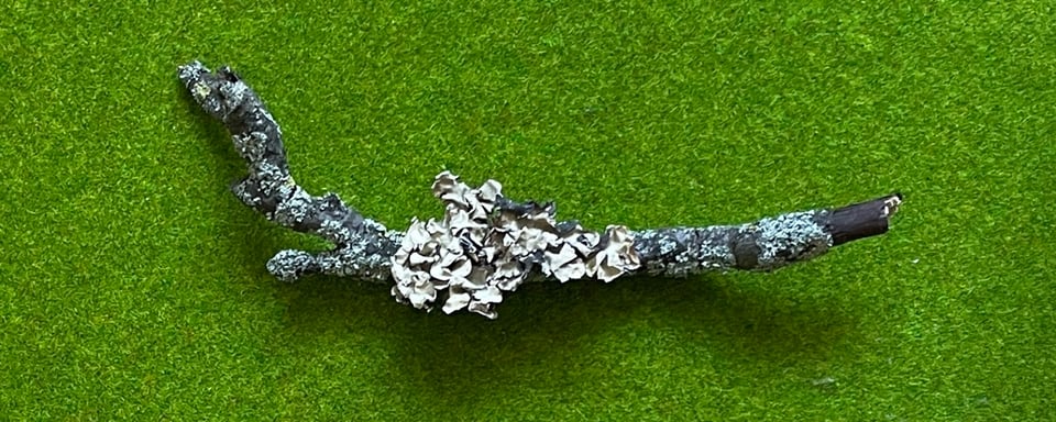 A branch on a green background encrusted with the lichen Parmotrema perfolatum, which is in widespread use in Indian cooking