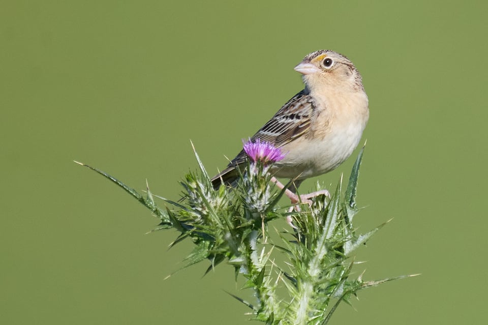 Little sparrow perches on a thistle