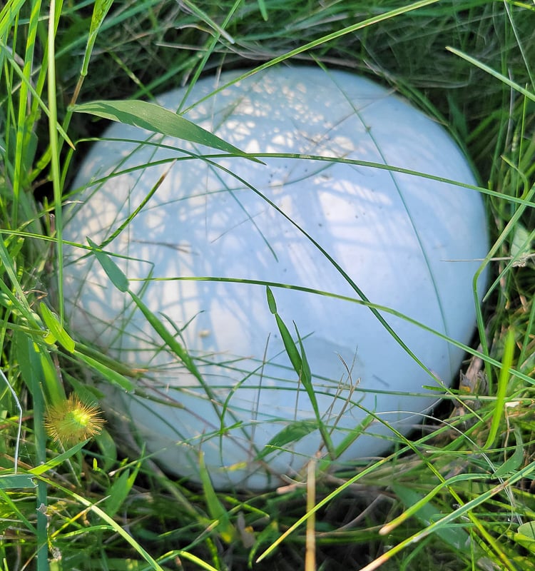 Start watching for big puffballs in our park and surrounding areas in August. They’re edible, but not that tasty, if you ask your newsletter editor, not that anyone did. Be sure to harvest them when they’re bright white and unmarred throughout, before they evolve into brown orbs of wafting spores. / Photo by Pamela Miller