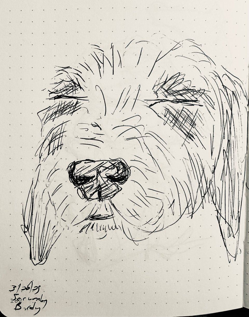 quick ink-sketch of an aussiedoodle's face; her eyes are scrunched