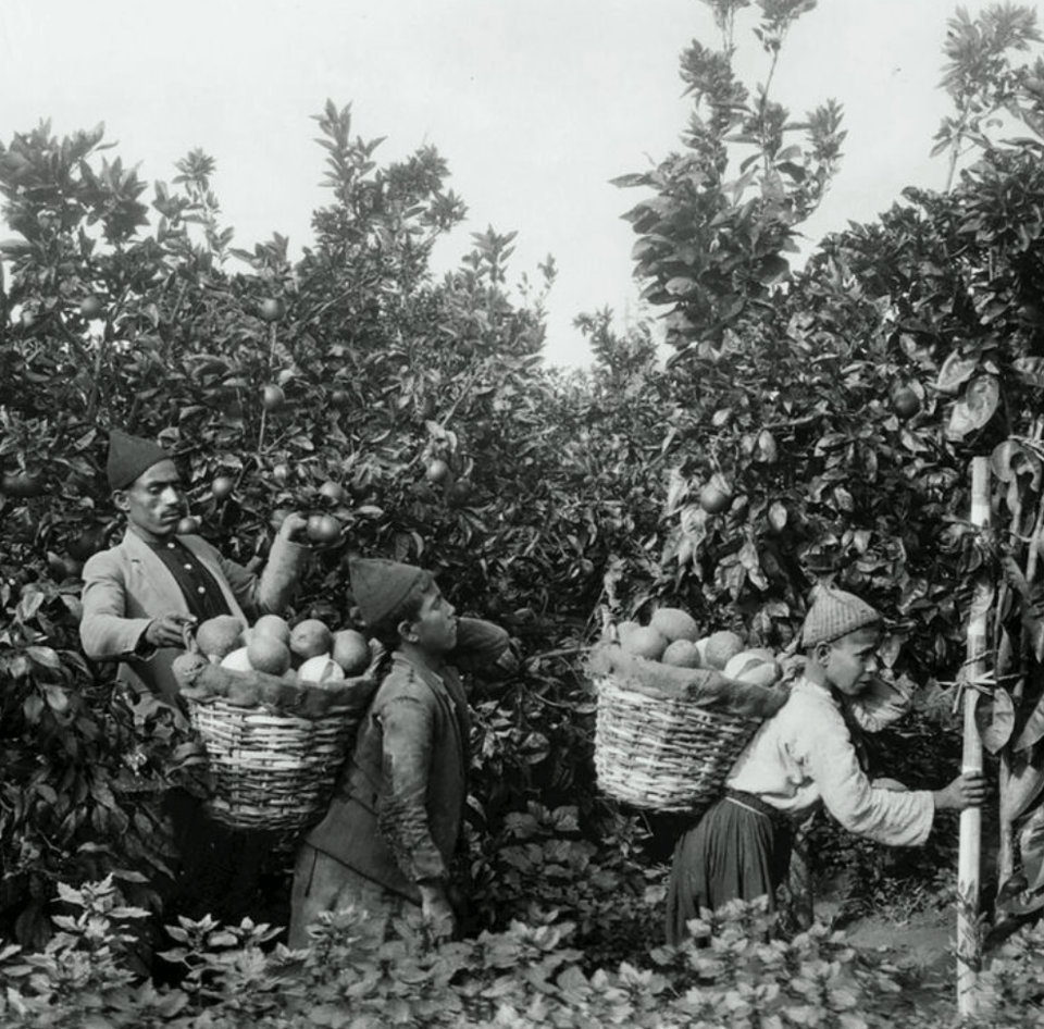 A man and a boy each carrying a basket filled with oranges, in front of lush orange trees