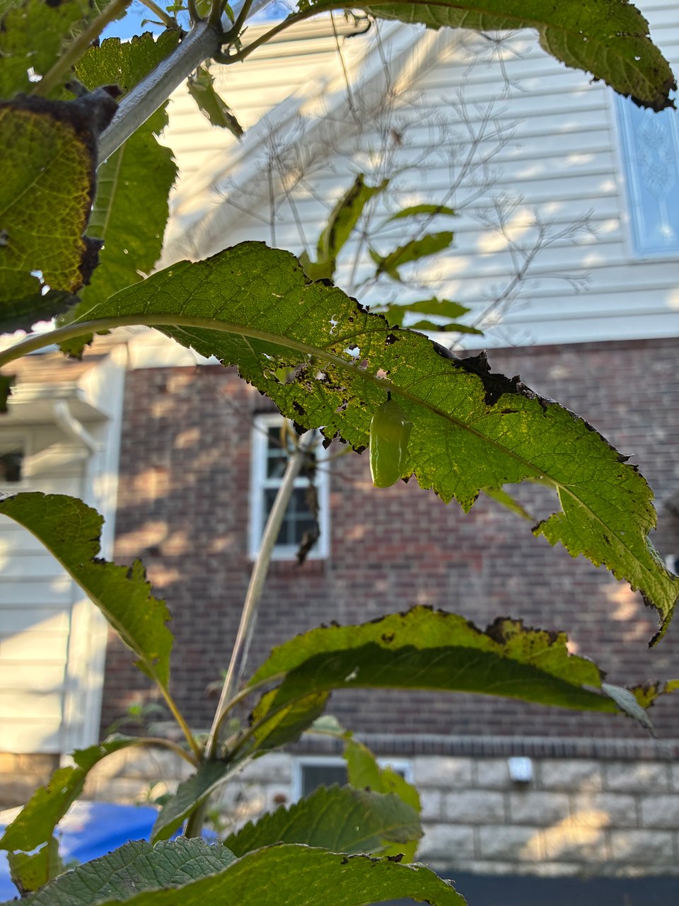 Bright green monarch chrysalis hanging from green leaves with house in background.