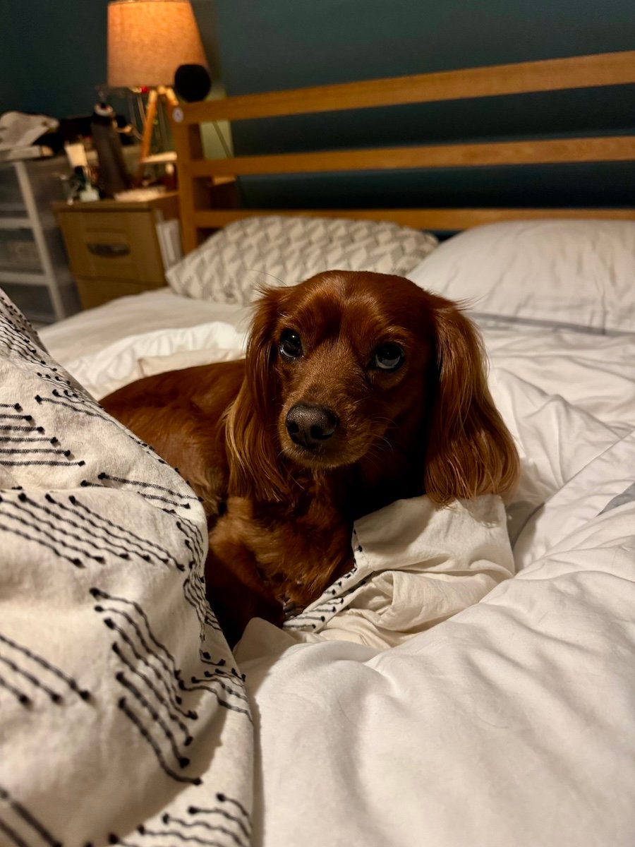 A cute dog lies on a duvet.