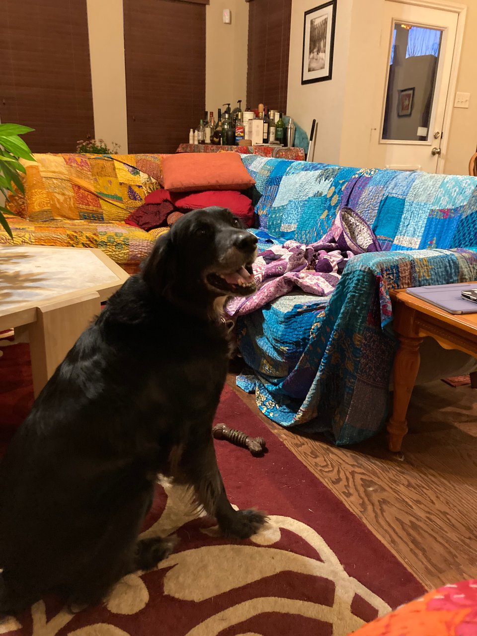 A sleek black dog sits on a read and white carpet in front of a sofa covered in brightly covered blankets. He's looking at the camera and you can see the white on his muzzle.
