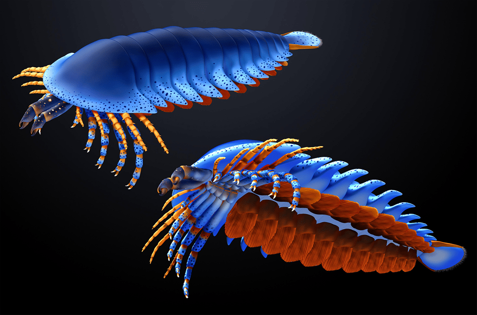 Artist's representation of Megachelicerax, restored as having a blue, speckled exoskeleton with yellow and red accents. At front are two pincer-like claws.