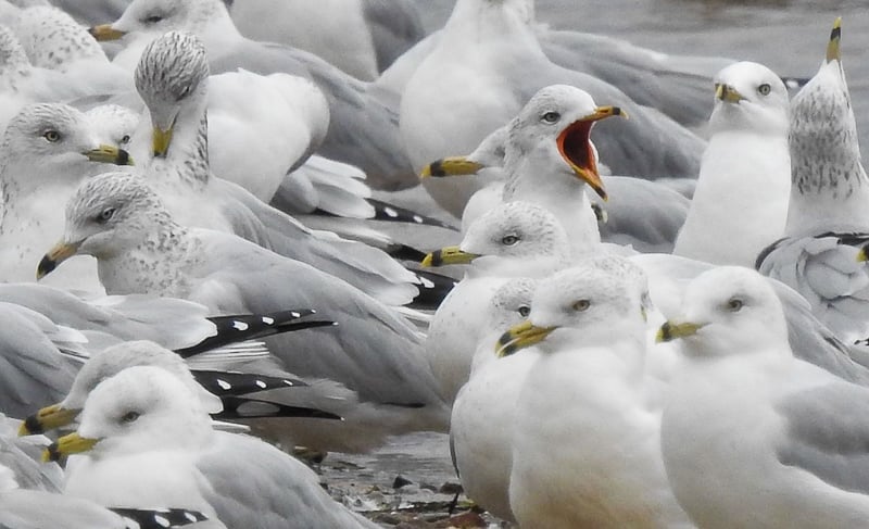 Ring-billed Gulls thronging Sand Point. / Photo by Janet Malotky