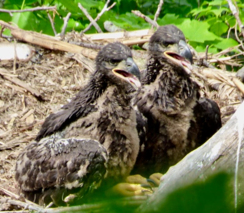 Nesting bald eaglets, no doubt awaiting parental delivery of fresh fish, rabbit or squirrel. / Photo by Bruce Ause