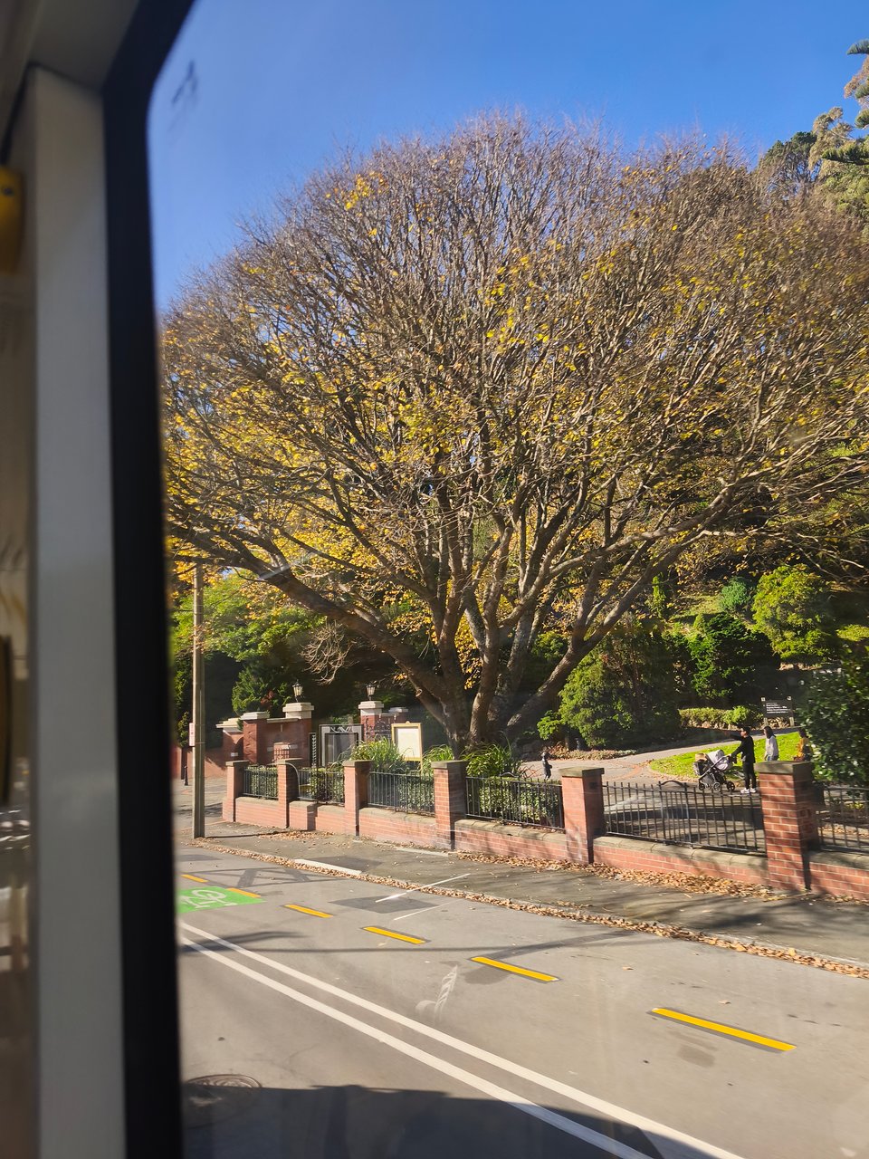 image of golden elm tree losing its leaves in the wonderful Botanic Gardens in Wellington